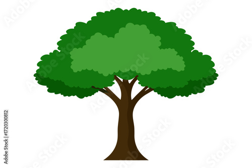 Realistic sycamore tree vector illustration with broad leafy canopy