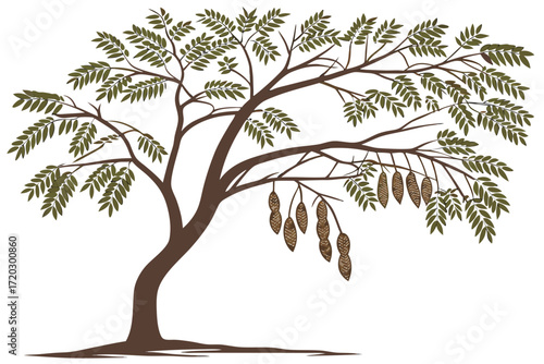 Tamarind tree with hanging pods vector illustration scalable graphic art