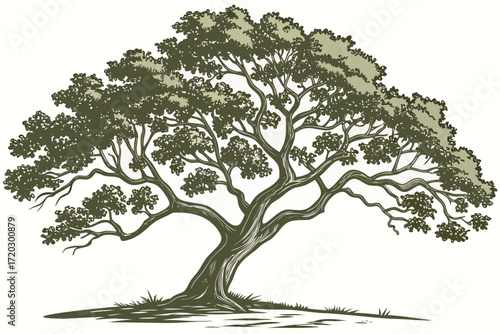 Realistic teak tree illustration vector graphic scalable nature foliage organic design