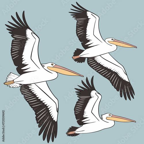Three Great White Pelicans in Flight Majestic Birds Soaring three