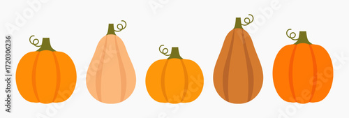 Pumpkins and squashes autumn collection harvest. Elements for design. Vector illustration.