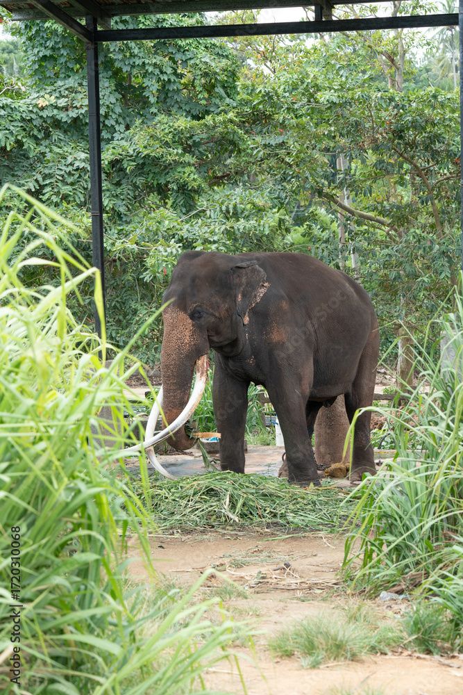Fototapeta premium A tusk at the conservation center