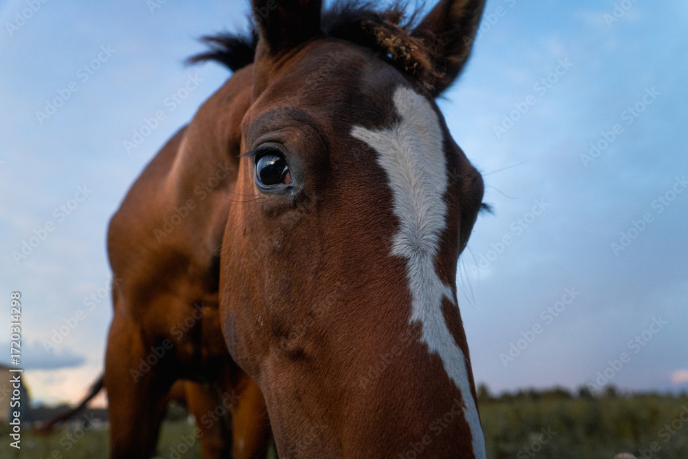 Obraz premium Close up portrait of horse eye and face with white blaze, equestrian animal detail symbolizing trust, connection, countryside lifestyle and rural nature