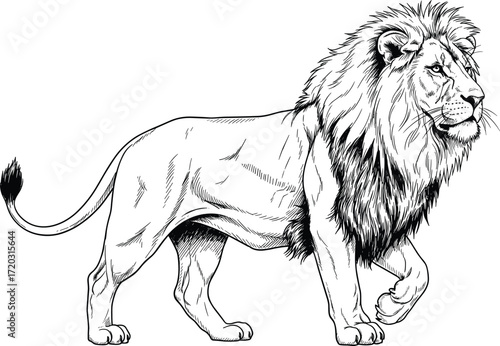 Lion illustration, black and white animal drawing, realistic wildlife sketch, walking lion vector, majestic mane art, nature anatomy reference