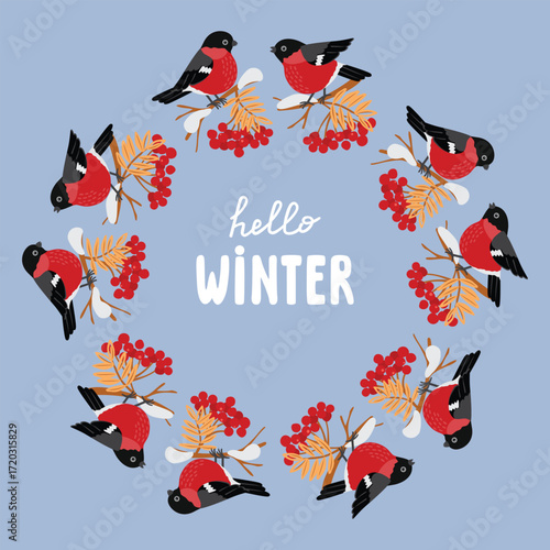 Hello winter poster with cute bullfinch and twig of red berries. Round shape frame with cartoon objects and hand lettering. Festive botanical composition with colorful birds. Vector illustration. 