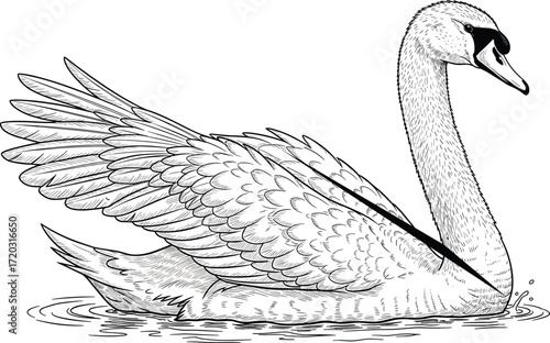 Swan illustration, black and white bird drawing, realistic waterfowl sketch, elegant swan vector, rippling water art, nature anatomy reference
