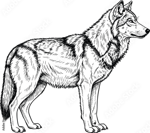 Wolf illustration, black and white animal drawing, realistic wildlife sketch, standing wolf vector, fur texture art, nature anatomy reference