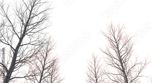 Wallpaper Mural Bare Tree Branches with Frost and Pink Hues on Black Torontodigital.ca