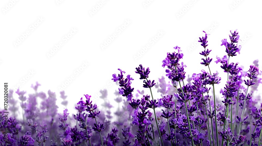 Naklejka premium lavender flowers background
