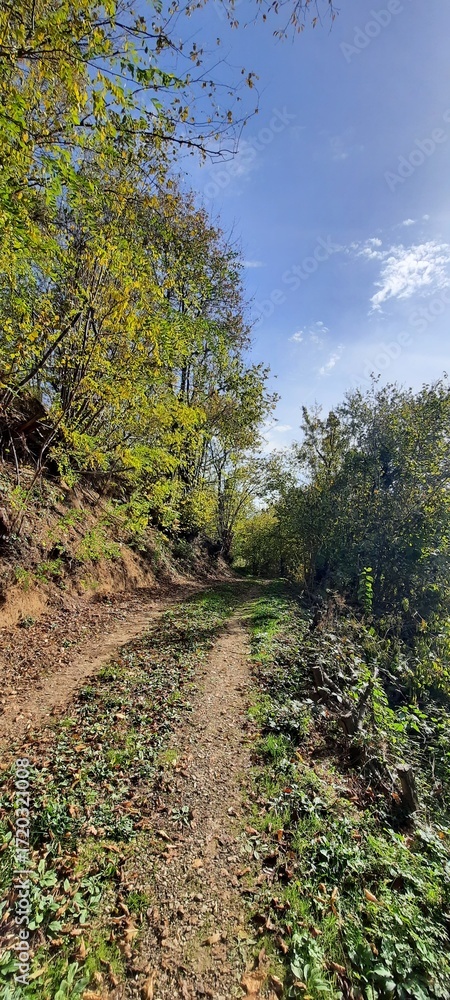 Fototapeta premium path in the woods