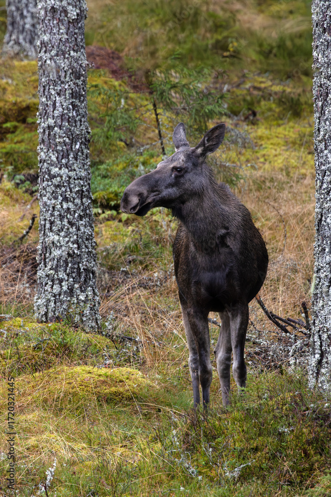 Fototapeta premium Elch Kuh