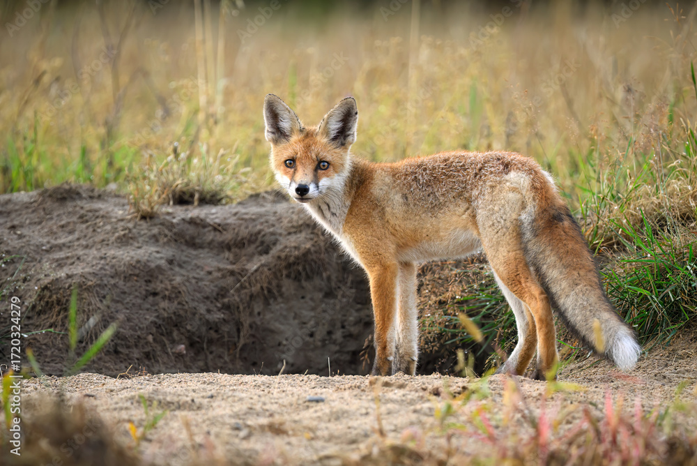 Fototapeta premium Cute young red fox ( Vulpes vulpes )