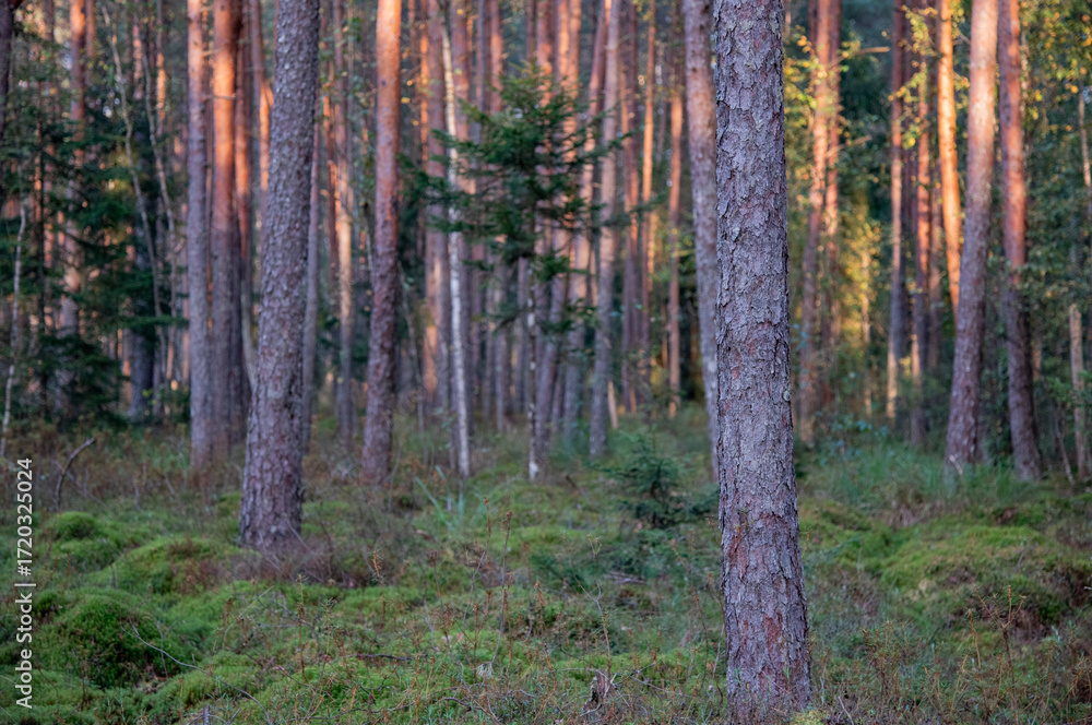 Obraz premium forest in autumn