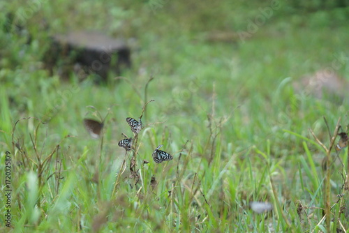Butterflies in a Meadow