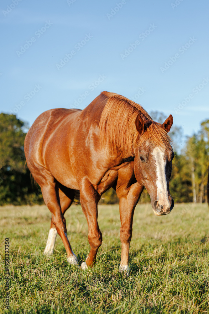 Obraz premium horse in the field