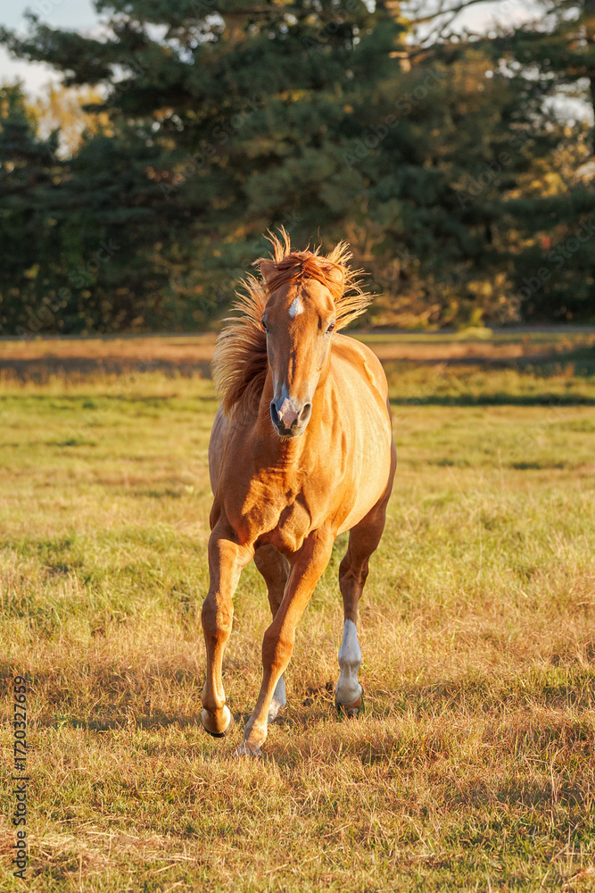 Obraz premium horse running in the field