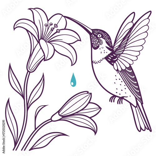 Vector art of a line art illustration of a hummingbird drinking nectar from a lily flower, with a drop of nectar falling, in shades of purple and turquoise