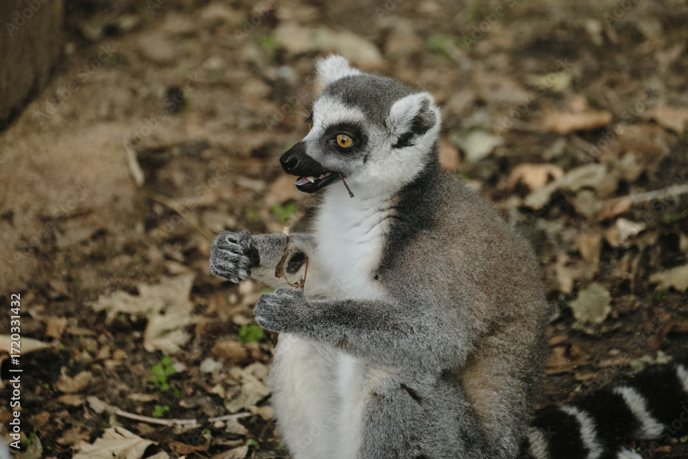 Obraz premium Ring-tailed lemur holds a dry leaf in Belgrade Zoo, its mouth slightly open as if speaking.