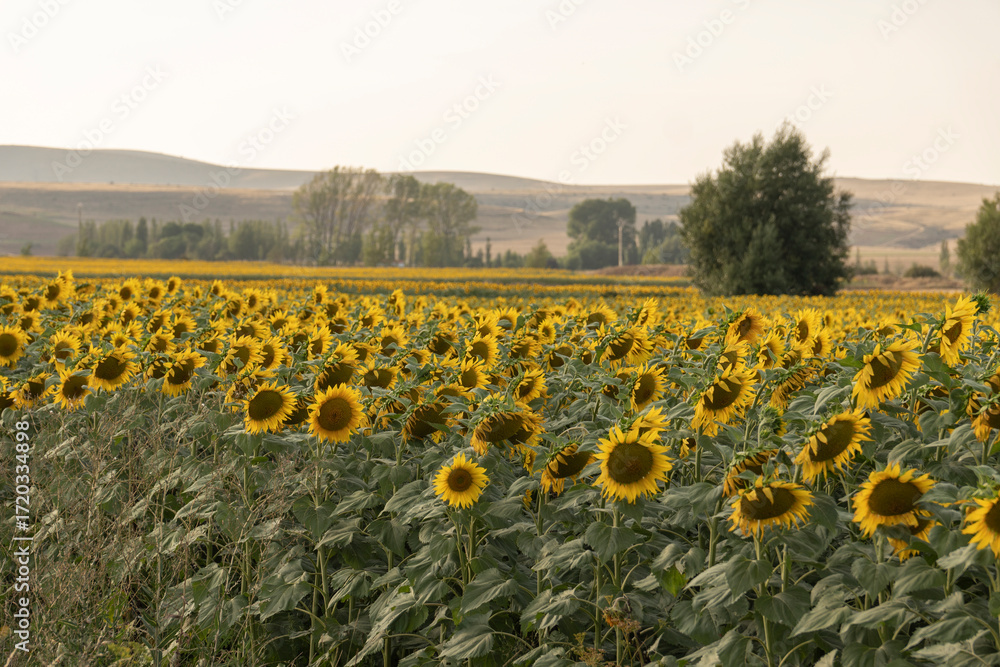 Obraz premium Sunflower fields in El Pobo Teruel Aragon Spain sunset view in summer time