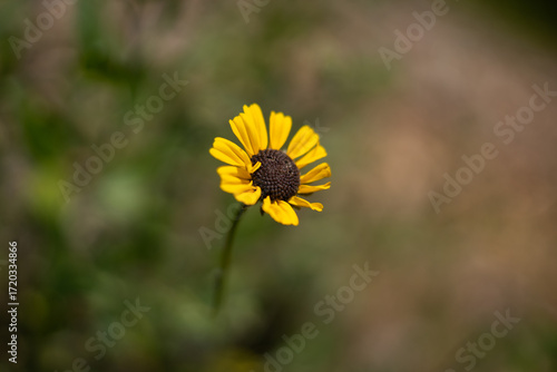 yellow flower in the garden
