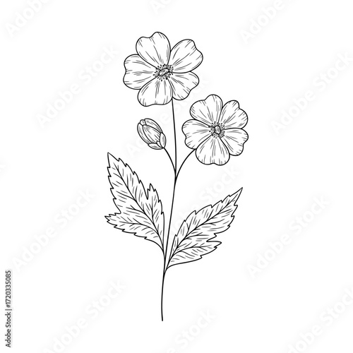 May birth flower hawthorn, line art vector, black and white botanical illustration, elegant floral sketch, minimalist outline drawing, hand drawn monochrome flower design, vintage aesthetic