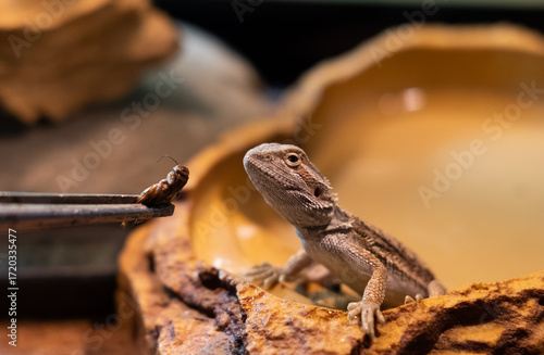 Baby of bearded agama dragon eats The cricket sits in his terrarium. Cure exotic domestic animal, pet. The content of the lizard at home.