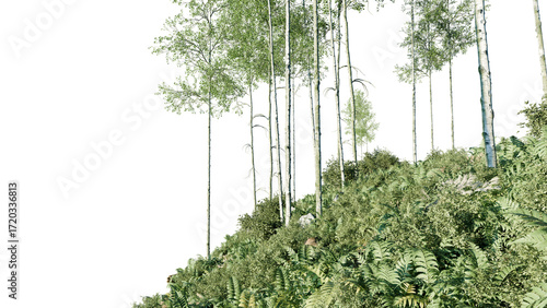 Digital cutout of a hillside woodland filled with slender birch trunks and thick green ferns, perfect for natural compositions