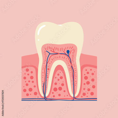 Tooth cross-section illustration shows pulp, enamel, blood vessels and nerve