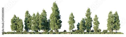Varied coniferous and deciduous trees growing side by side, displaying rich green textures and vertical growth