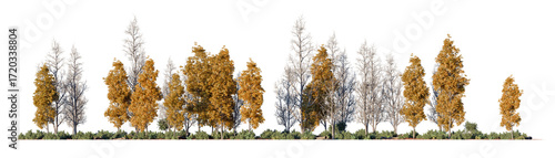 Mixed forest line in autumn with golden foliage trees and skeletal branches, highlighting seasonal change