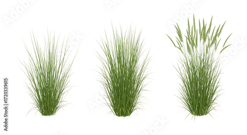 Three Clumps of Tall Grass with White Tips Isolated