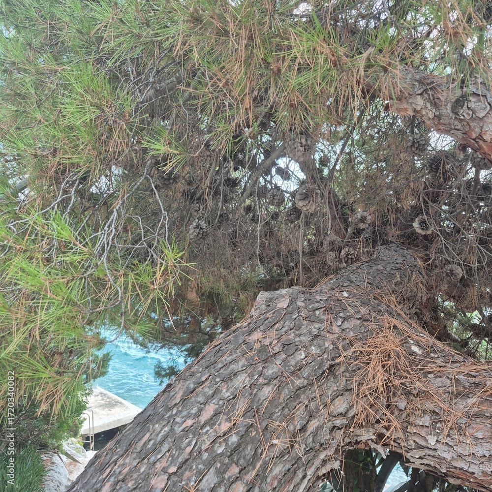 Obraz premium tree in the water