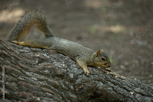 squirrel on a tree