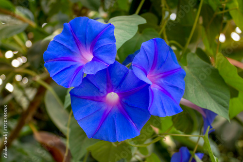 Close-up of vibrant blue morning glory flowers with purple centers blooming in natural sunlight, symbolizing beauty, nature, and freshness.