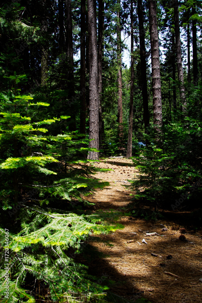 Fototapeta premium Pine Needle Covered Path Through Trees In State Park