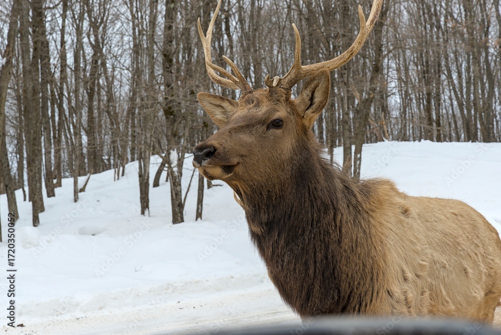 Obraz premium Deer with or without woods, closeups