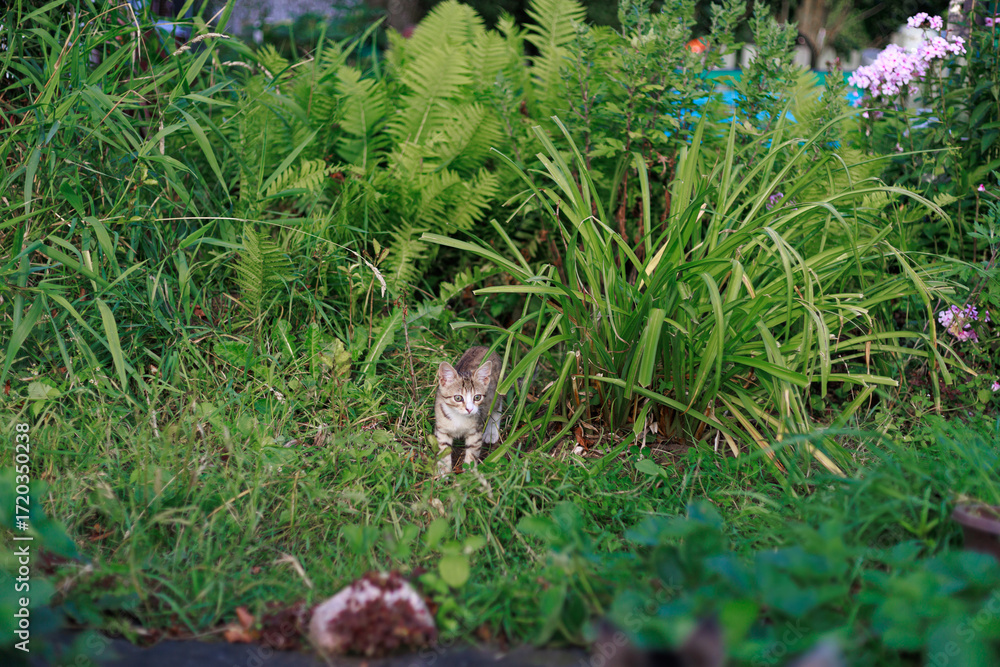 Obraz premium Tabby kitten walking through tall grass and plants in summer garden, concept of curiosity and countryside life.