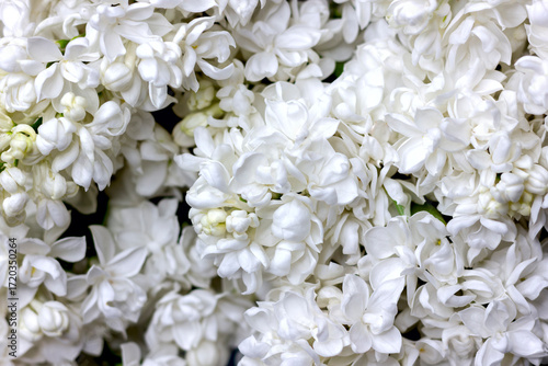 Texture background of white terry lilac flowers close-up