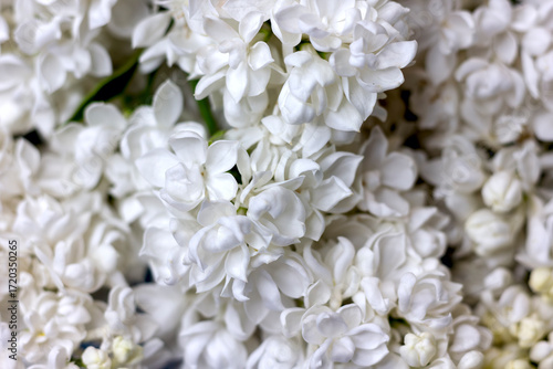 Texture background of white terry lilac flowers close-up