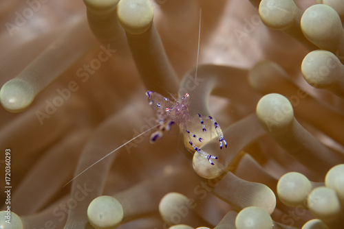 Cleaner Shrimp