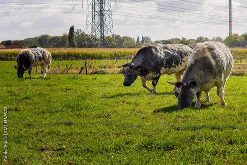 Tableau sur toile Group of Belgian Blue cows grazing on a lush green meadow with farmland and elec