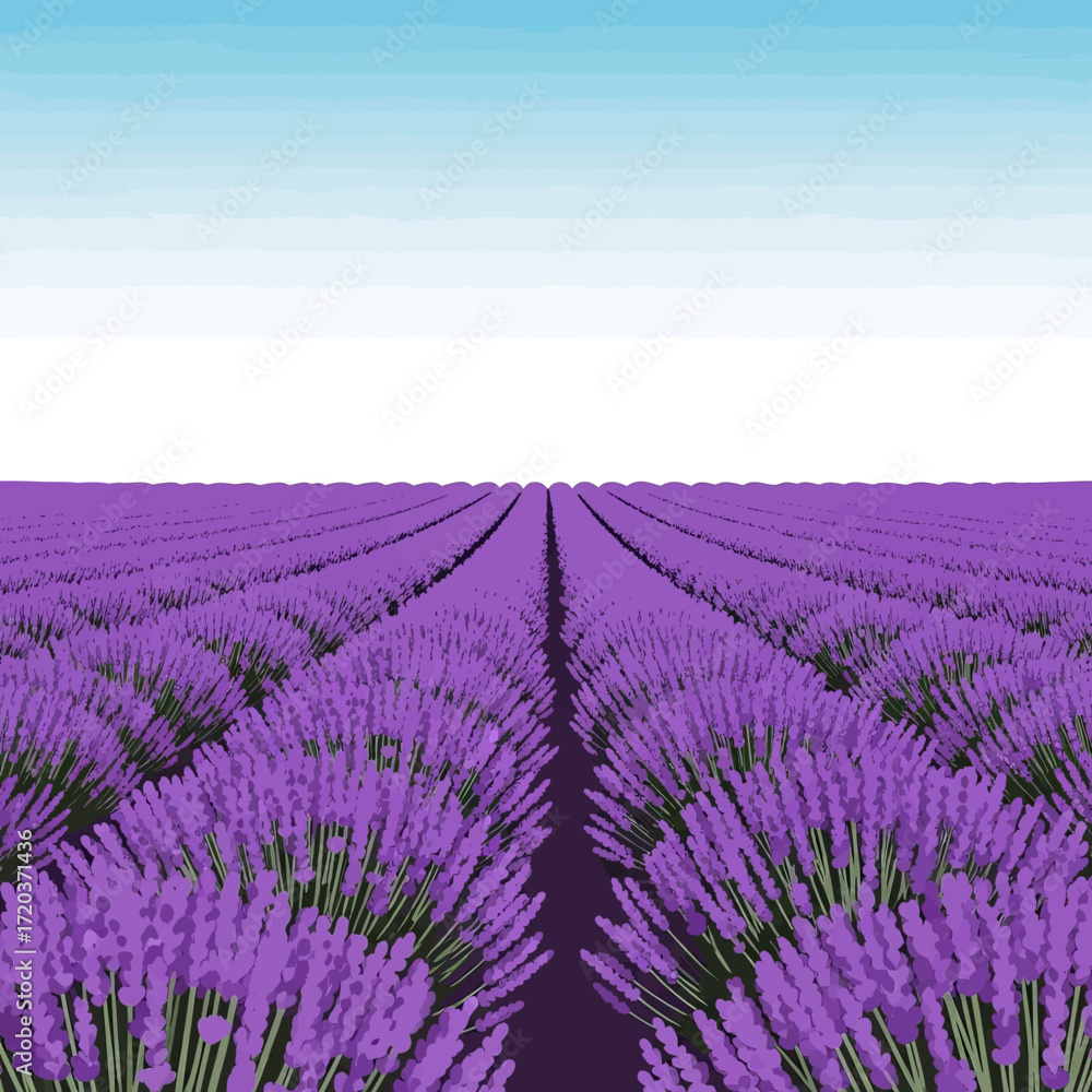 Obraz premium Vast field of vibrant purple lavender flowers stretching into the horizon under a clear blue and white sky.