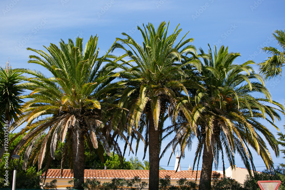 Fototapeta premium Tree palm trees with massive green brunches on the blue sky in a city 