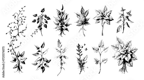 "A collection of artistic plant illustrations in black and white, shown from above in a flat lay style. Each plant varies in structure, from creeping vines to leafy bunches, drawn with rich, textured 