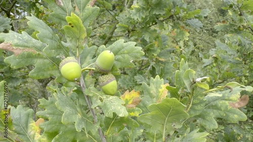 Acorns blowing in the wind, fruit of the mighty oak tree
