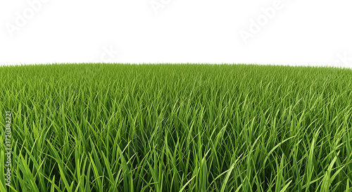 Fototapeta Naklejka Na Ścianę i Meble -  Close-up of vibrant green grass blades lawn meadow
