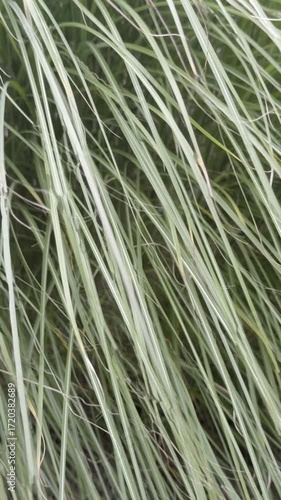 vertical video of green ornamental grass blowing in the wind