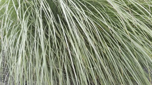 green ornamental grass blowing in the wind