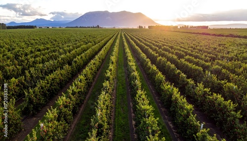 Aerial view of an orchard at sunset