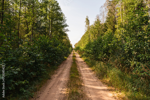 A sunlit dirt road stretches through a dense green forest, bordered by tall trees and lush vegetation, evoking a peaceful and natural outdoor atmosphere.